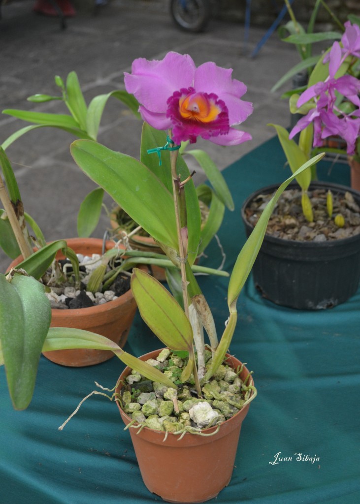 Foto: 42 Exposición de Orquideas - San José, Costa Rica