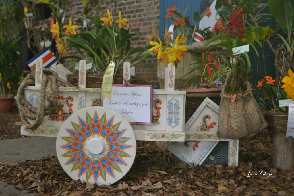 Foto: 42 Exposición de Orquideas - San José, Costa Rica