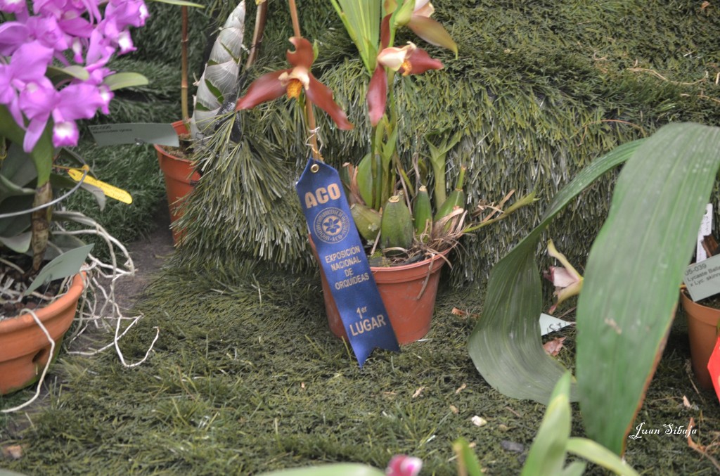 Foto: Exposición de Orquideas - San José, Costa Rica