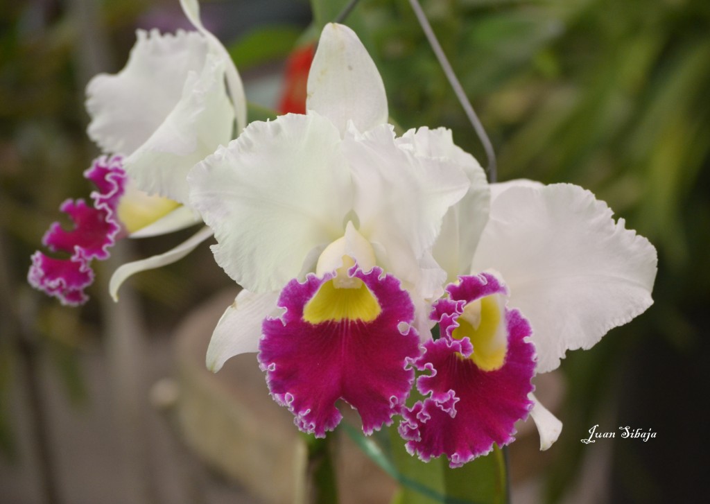 Foto: Exposición de Orquideas - San José, Costa Rica