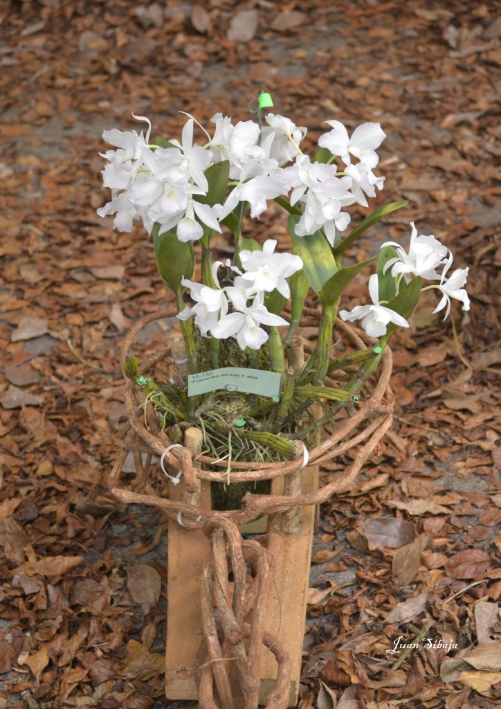 Foto: Exposición de Orquideas - San Jose (San José), Costa Rica