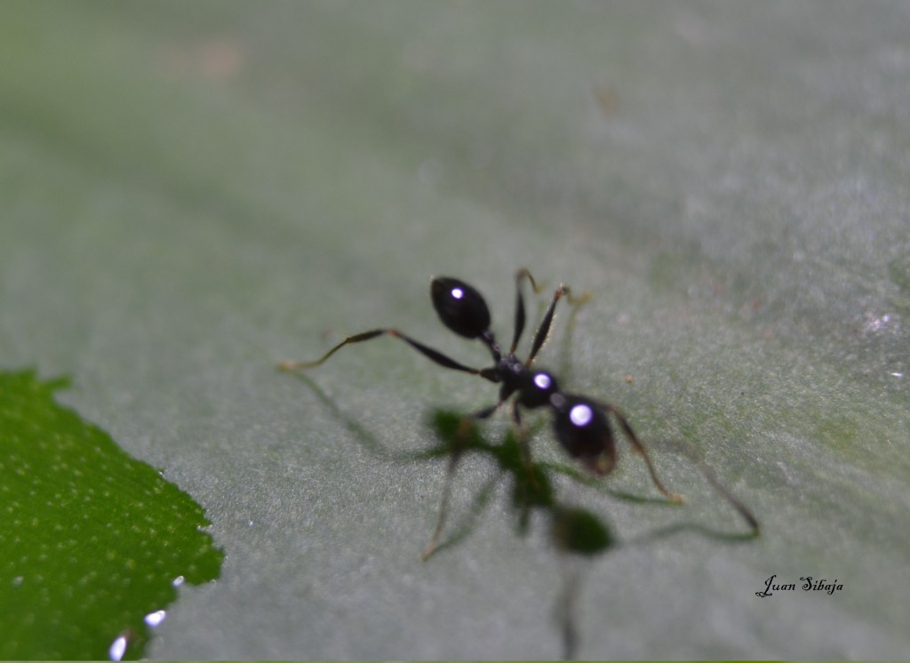 Foto: MIS MACRO - Alajuela, Costa Rica