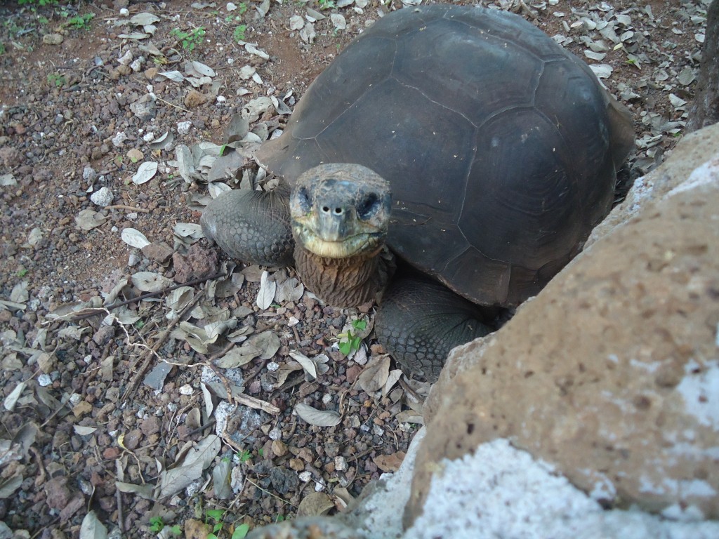 Foto: Tortuga - San Cristobal (Galápagos), Ecuador