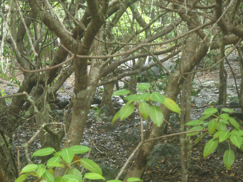 Foto: Tortuga - San Cristobal (Galápagos), Ecuador