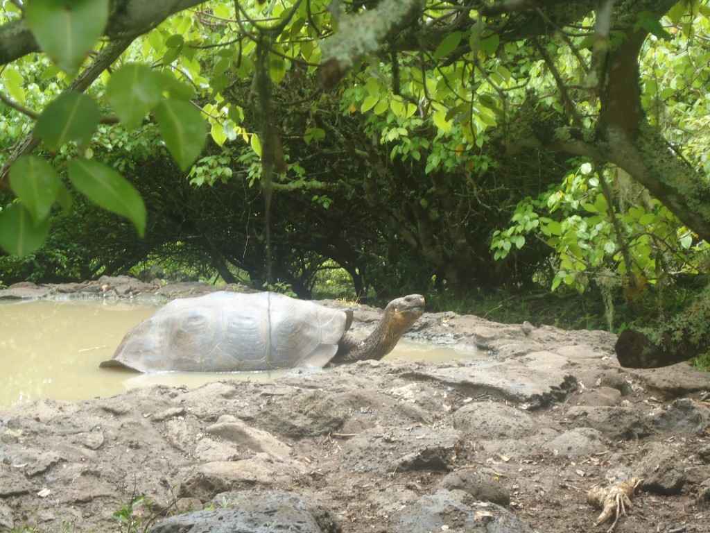 Foto: Tortuga - San Cristobal (Galápagos), Ecuador