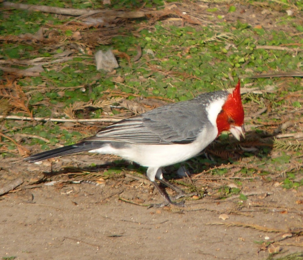 Foto: Cardenal - Ciudad Autónoma de Buenos Aires (Buenos Aires), Argentina