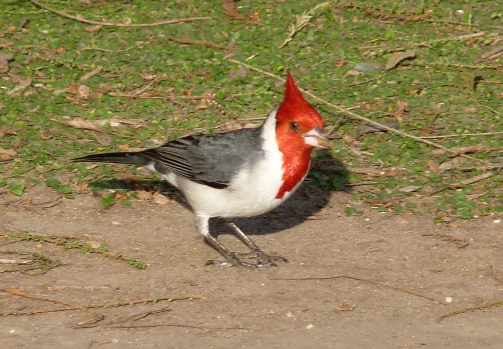 Foto: Cardenal - Ciudad Autónoma de Buenos Aires (Buenos Aires), Argentina