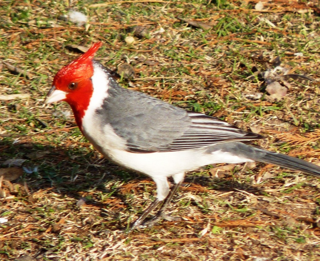 Foto: Cardenal - Ciudad Autónoma de Buenos Aires (Buenos Aires), Argentina