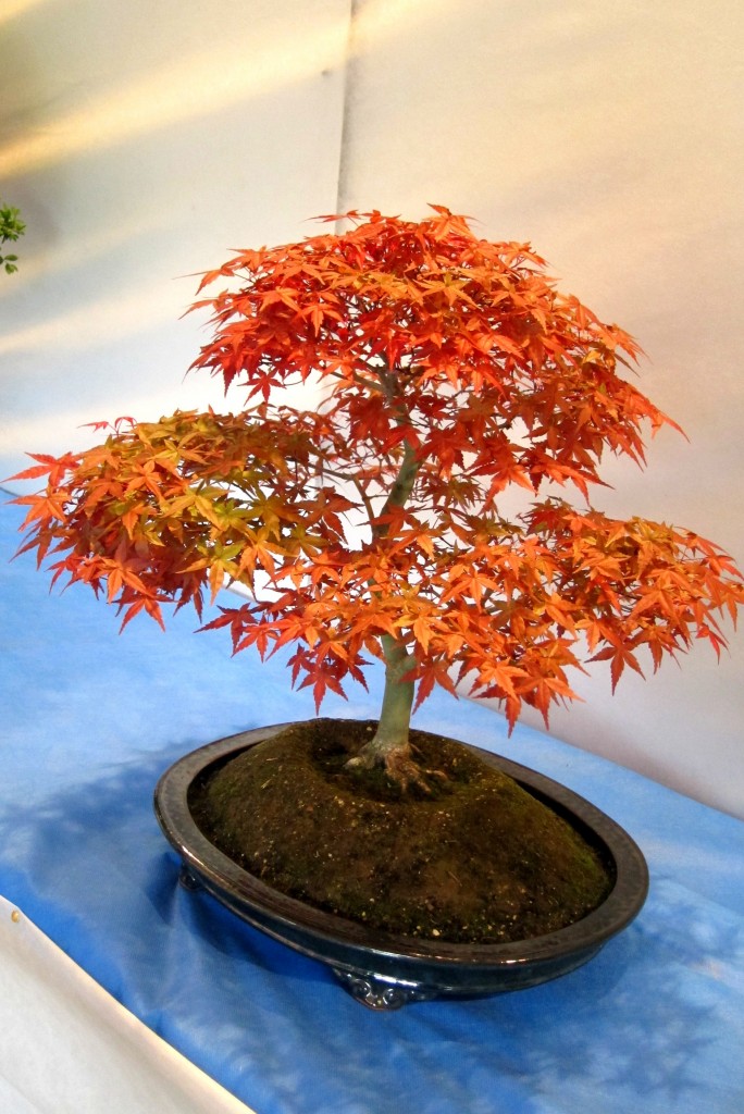 Foto: Jardín japonés: Exposición de Bonsai. - Ciudad Autónoma de Buenos Aires (Buenos Aires), Argentina