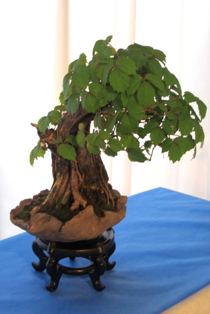 Foto: Jardín japonés: Exposición de Bonsai. - Ciudad Autónoma de Buenos Aires (Buenos Aires), Argentina