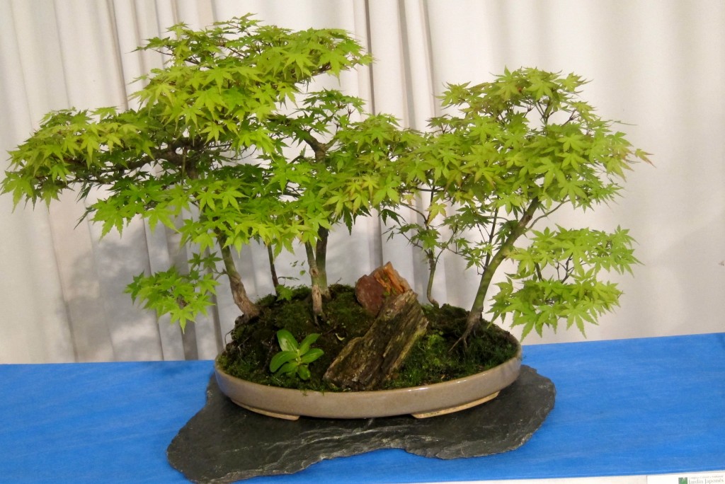 Foto: Jardín japonés: Exposición de Bonsai. - Ciudad Autónoma de Buenos Aires (Buenos Aires), Argentina