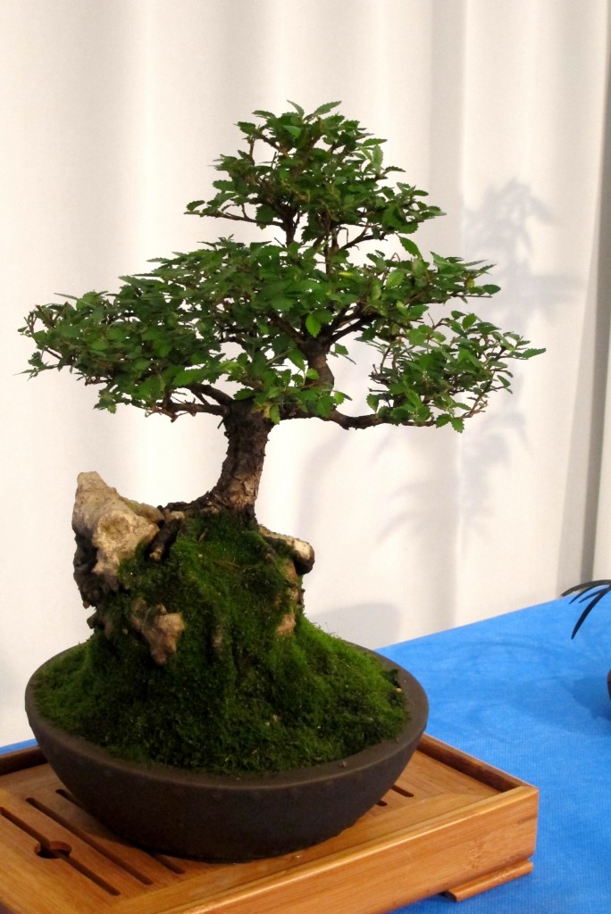 Foto: Jardín japonés: Exposición de Bonsai. - Ciudad Autónoma de Buenos Aires (Buenos Aires), Argentina