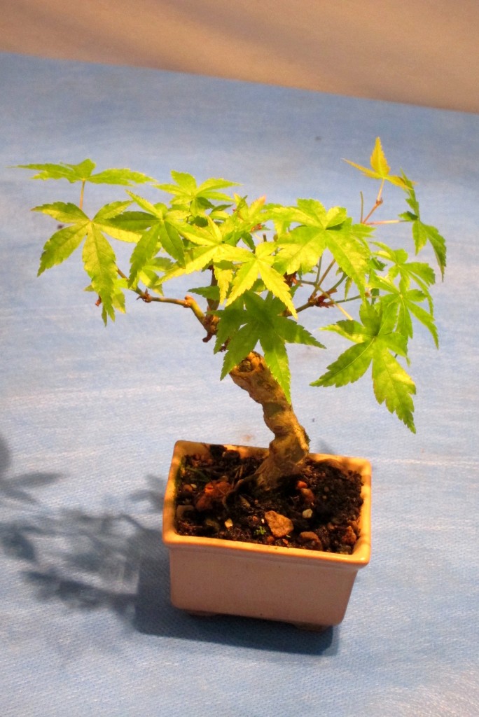 Foto: Jardín japonés: Exposición de bonsai - Ciudad Autónoma de Buenos Aires (Buenos Aires), Argentina