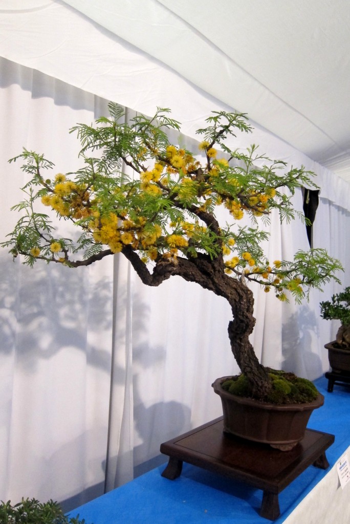 Foto: Jardín japonés: Exposición de bonsai - Ciudad Autónoma de Buenos Aires (Buenos Aires), Argentina