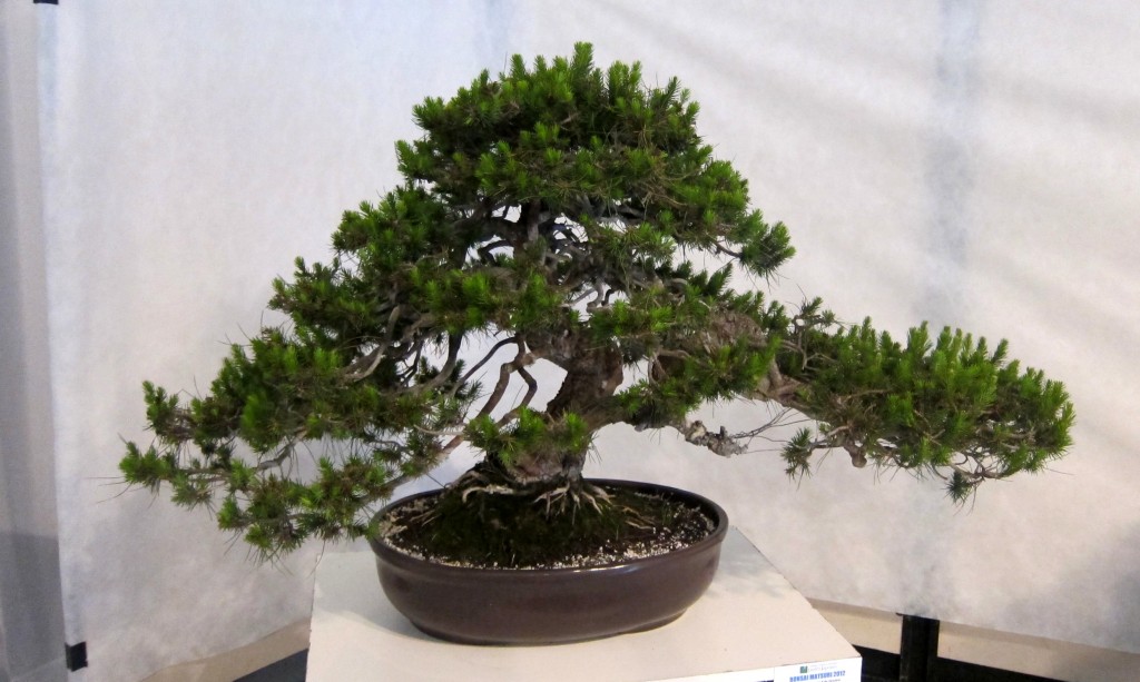 Foto: Jardín japonés: Exposición de bonsai - Ciudad Autónoma de Buenos Aires (Buenos Aires), Argentina