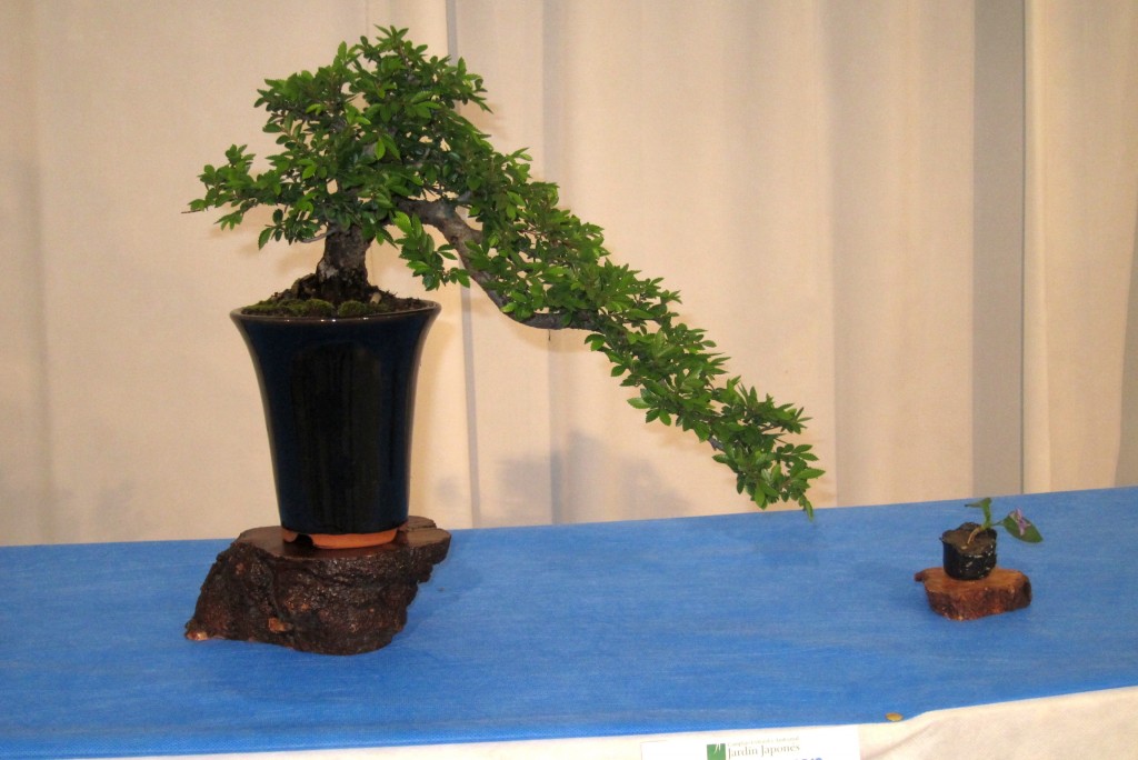 Foto: Jardín japonés: Exposición de bonsai - Ciudad Autónoma de Buenos Aires (Buenos Aires), Argentina