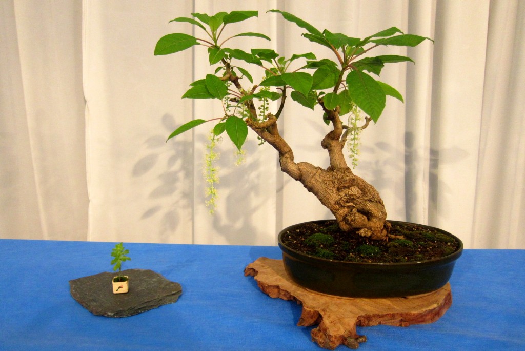 Foto: Jardín japonés: Exposición de bonsai - Ciudad Autónoma de Buenos Aires (Buenos Aires), Argentina