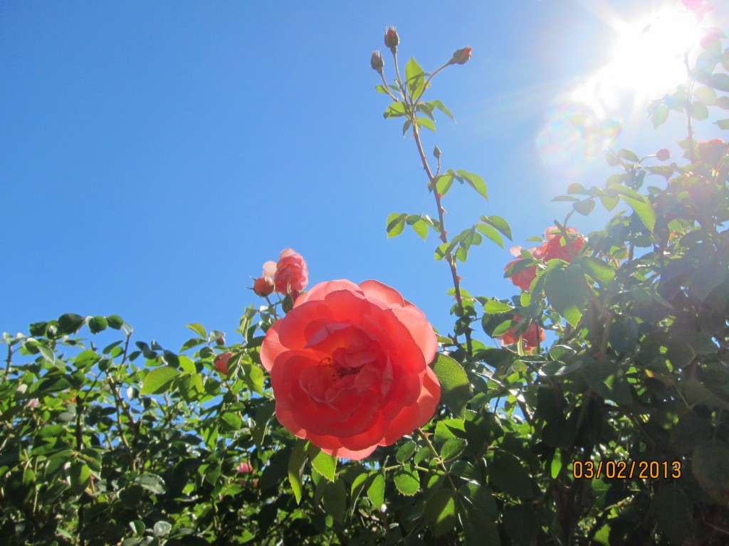 Foto: Rosedal de Palermo - Ciudad Autónoma de Buenos Aires (Buenos Aires), Argentina