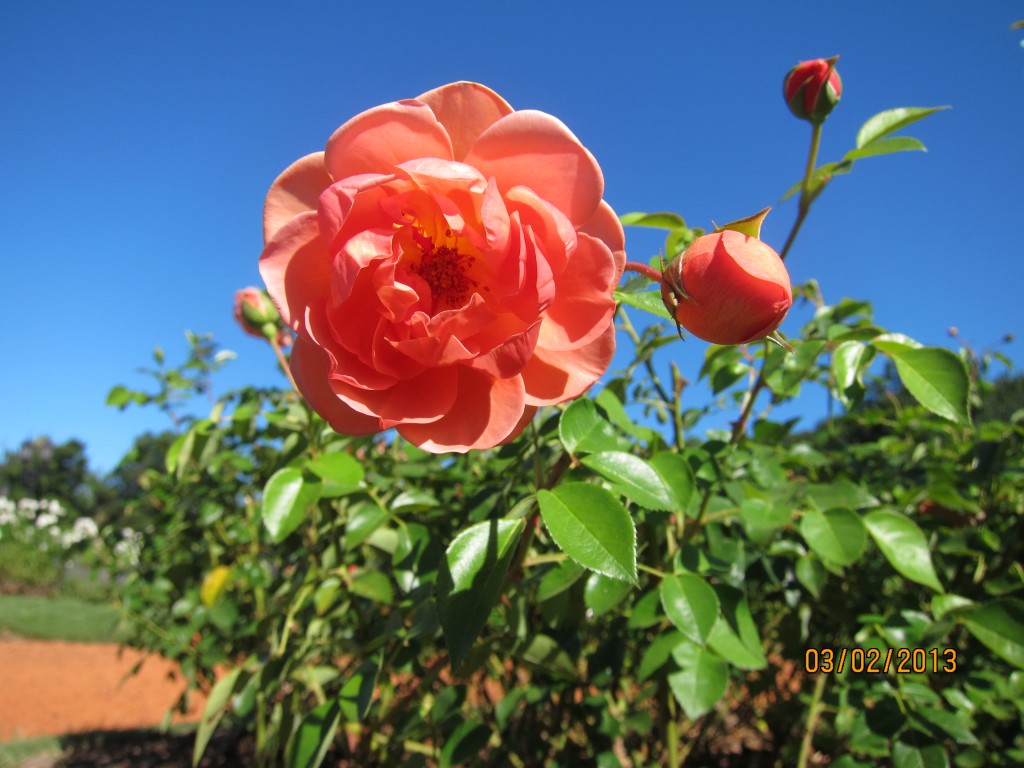 Foto: Rosedal de Palermo - Ciudad Autónoma de Buenos Aires (Buenos Aires), Argentina