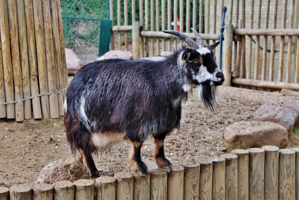 Foto: Faunia - Madrid (Comunidad de Madrid), España