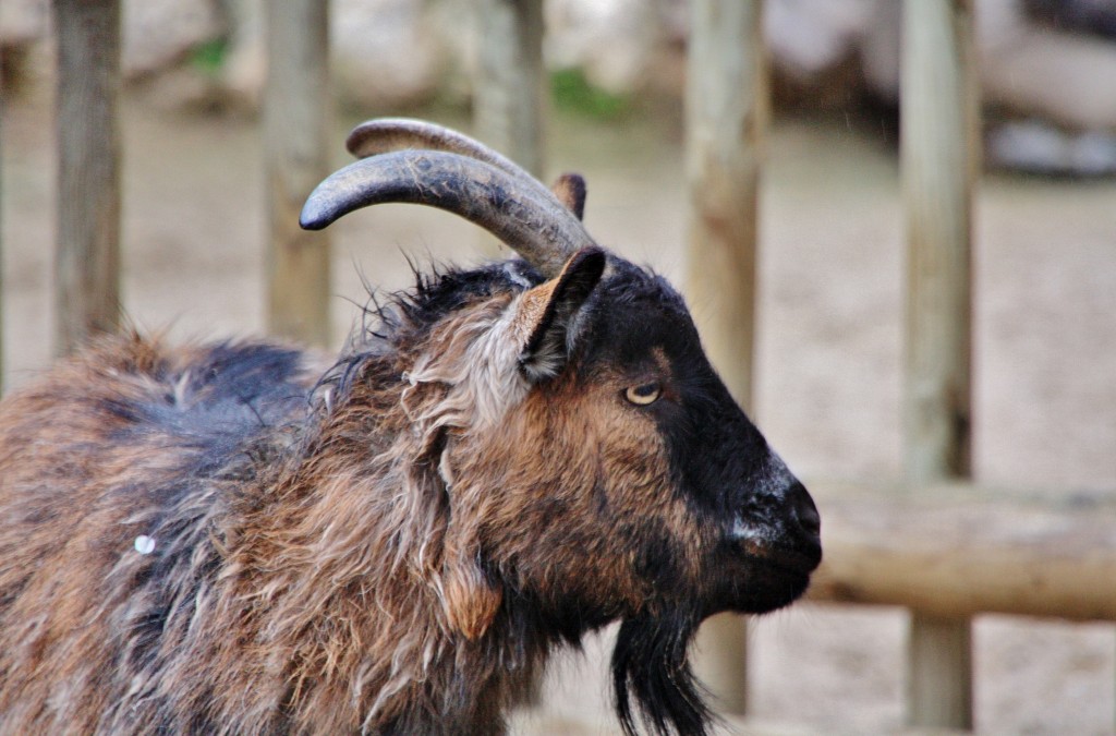 Foto: Faunia - Madrid (Comunidad de Madrid), España