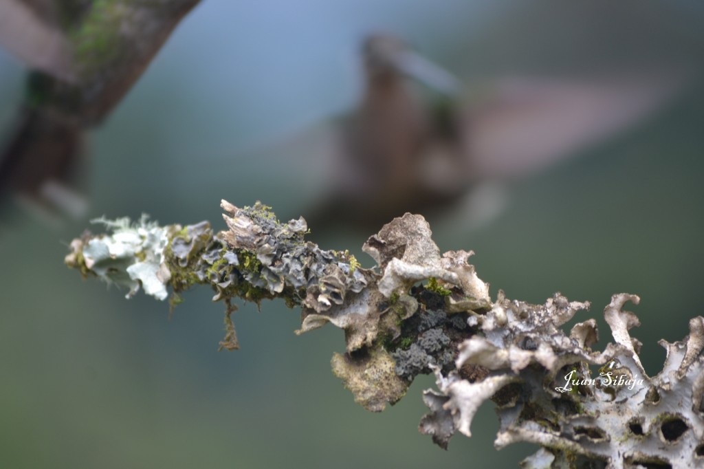 Foto: COLIBRIES - Cerro De La Muerte (San José), Costa Rica