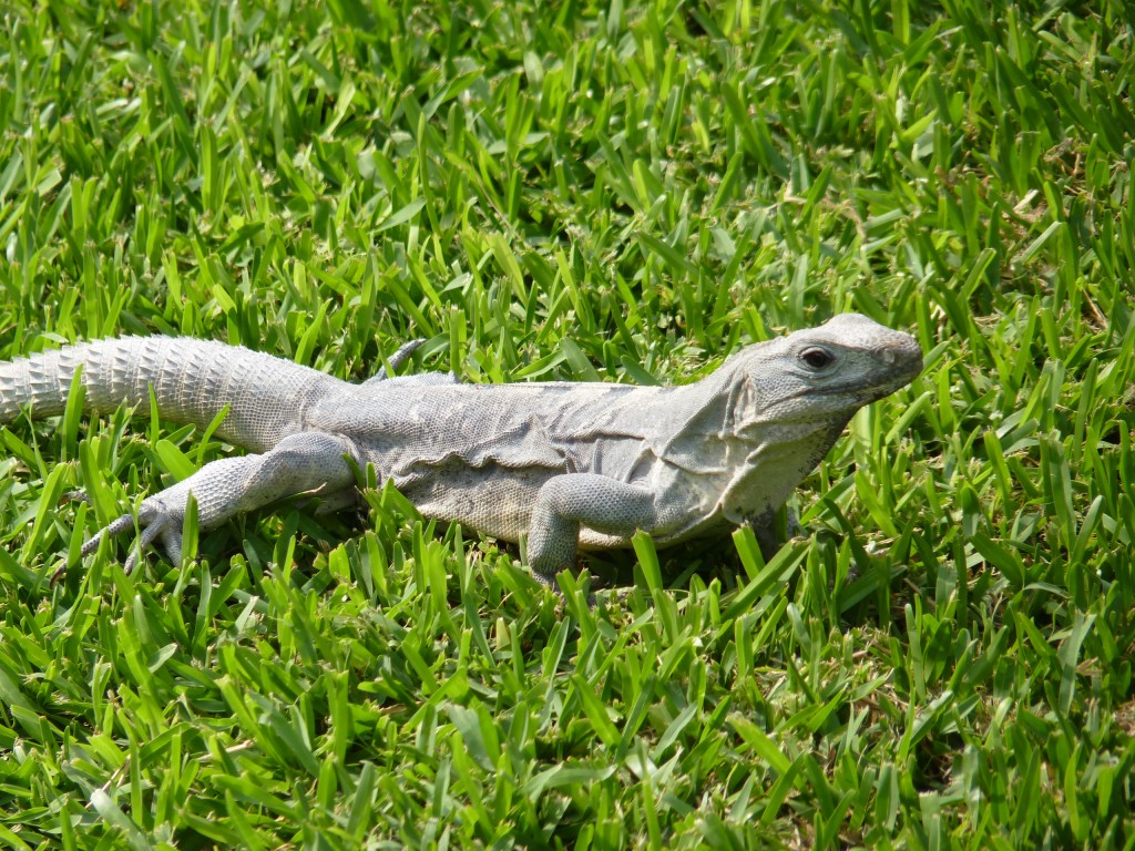 Foto: Tulum - Riviera Maya (Quintana Roo), México