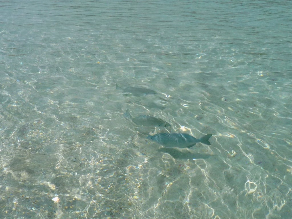 Foto: Tulum - Riviera Maya (Quintana Roo), México