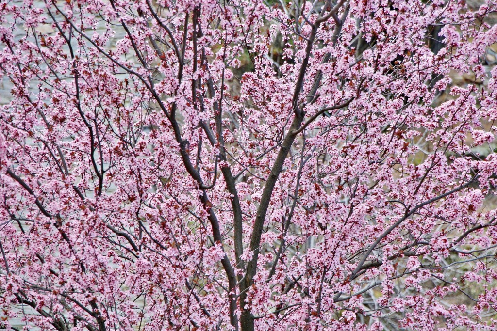 Foto: Primavera - Patones de Arriba (Madrid), España