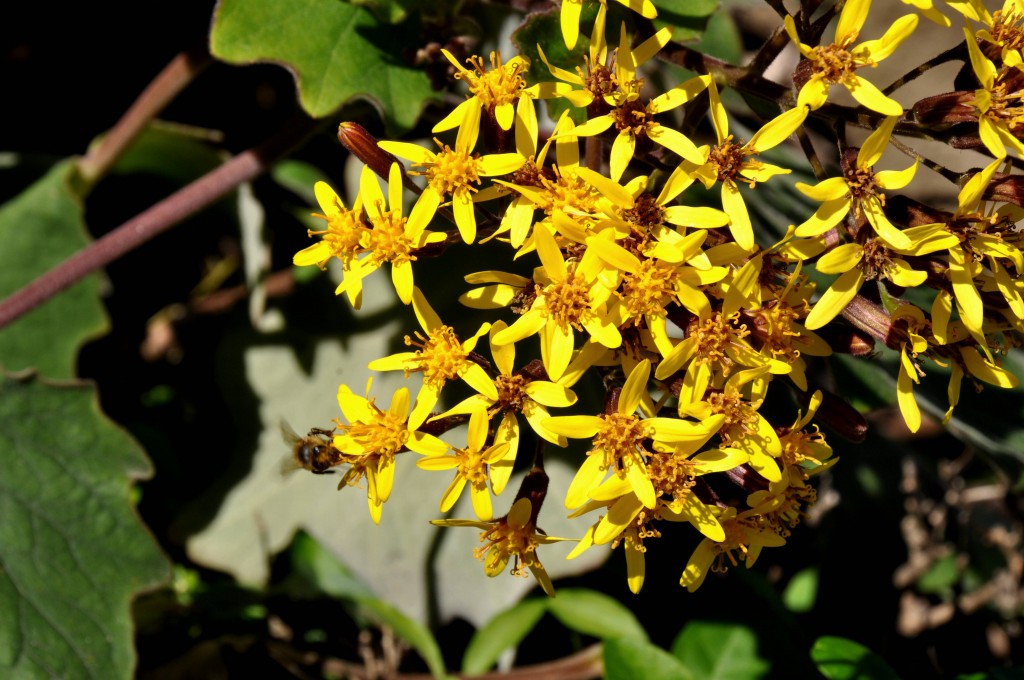 Foto: Flores - Valencia (València), España