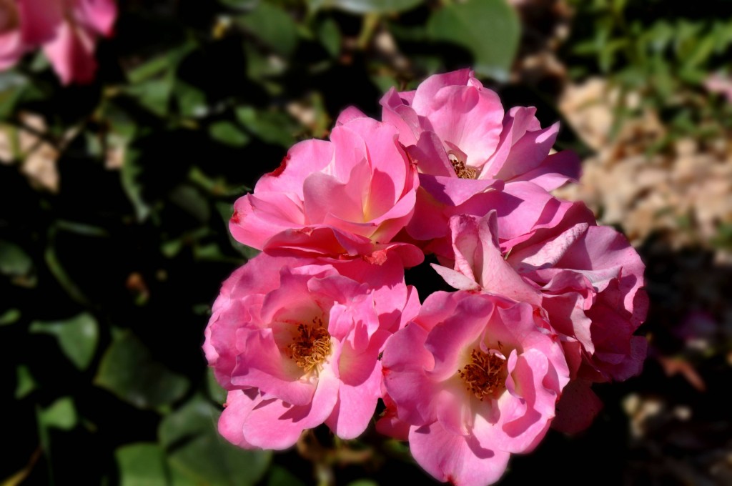 Foto: Flores - Valencia (València), España