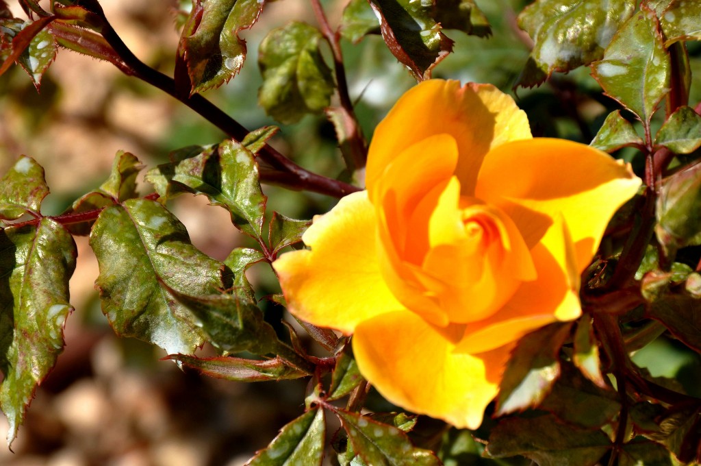 Foto: Flores - Valencia (València), España