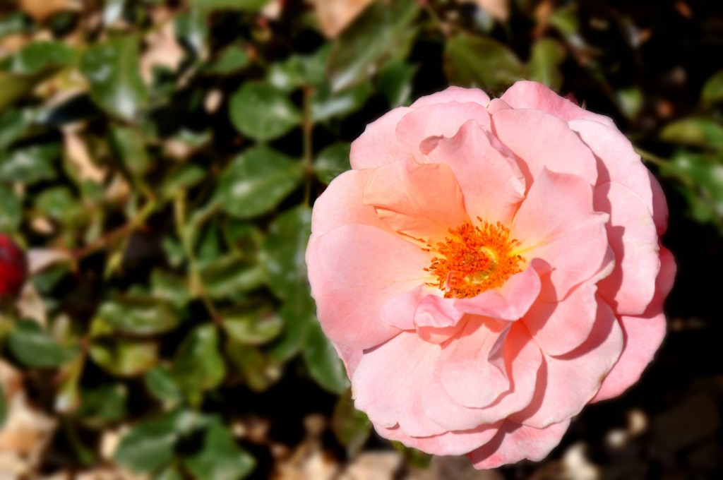 Foto: Flores - Valencia (València), España