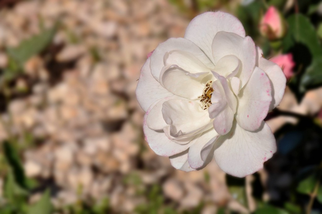 Foto: Flores - Valencia (València), España