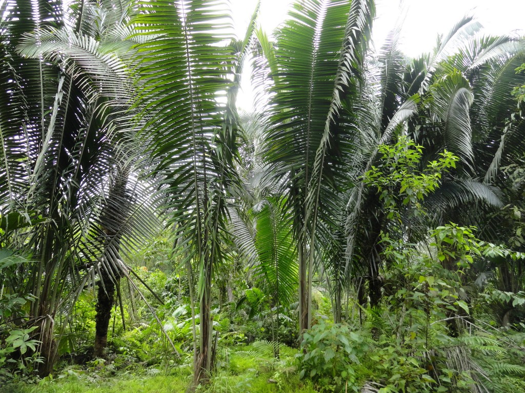 Foto: Paisaje - Simón Bolívar (Villa Flora) (Pastaza), Ecuador