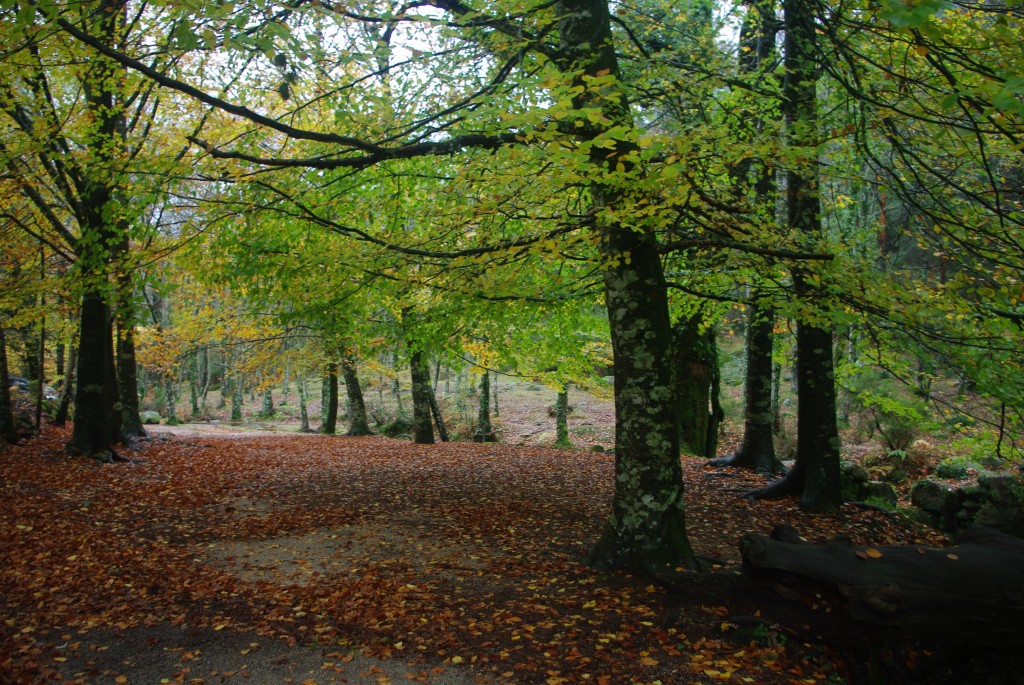 Foto de Mata de Albergaria, Portugal