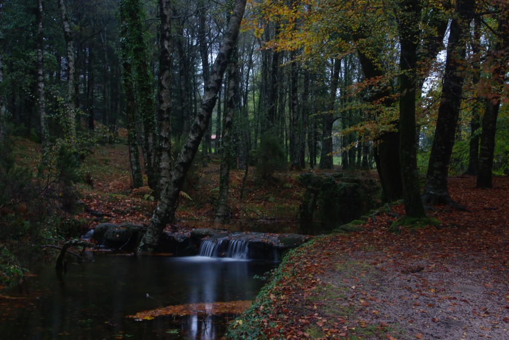 Foto de Mata da Albergaria, Portugal