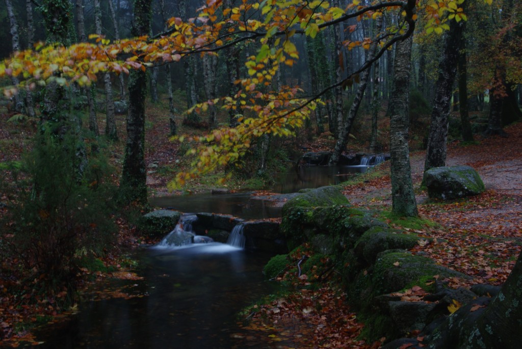 Foto de Mata da Albergaria, Portugal