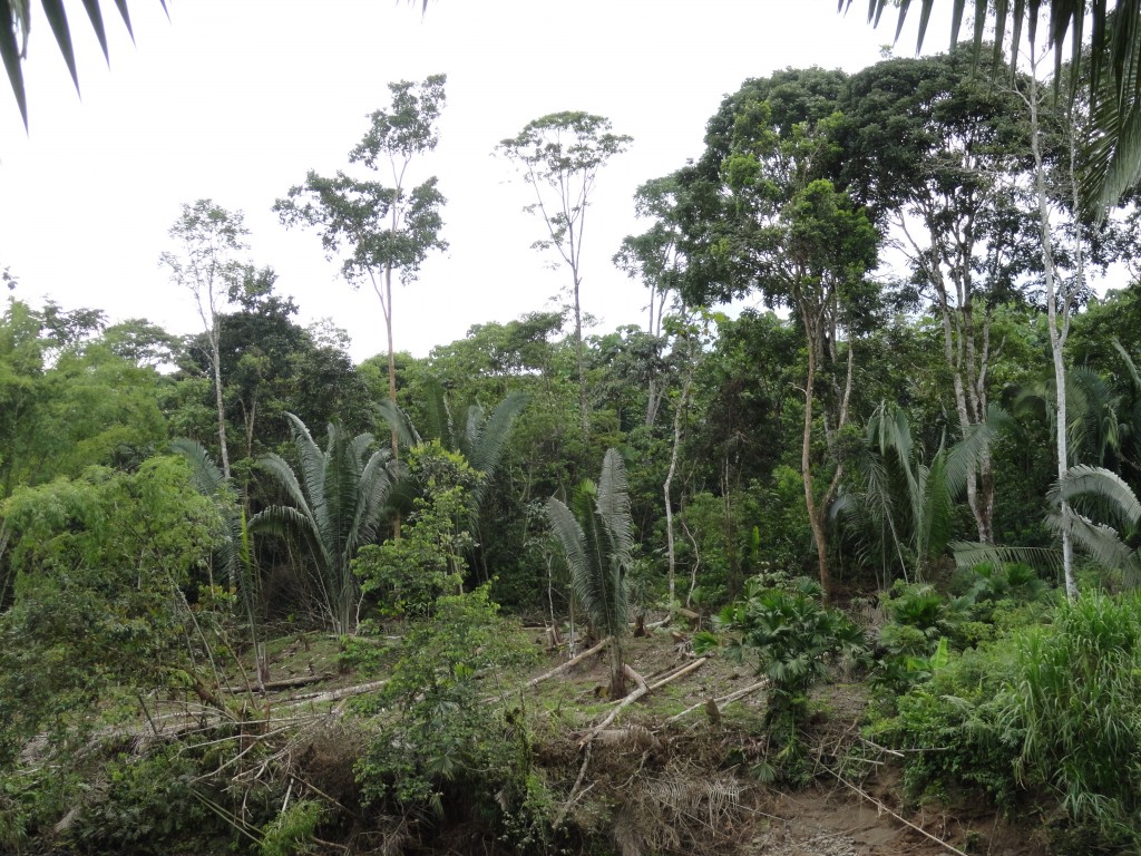 Foto: Paisaje - Simón Bolívar    (Villa Flora) (Pastaza), Ecuador