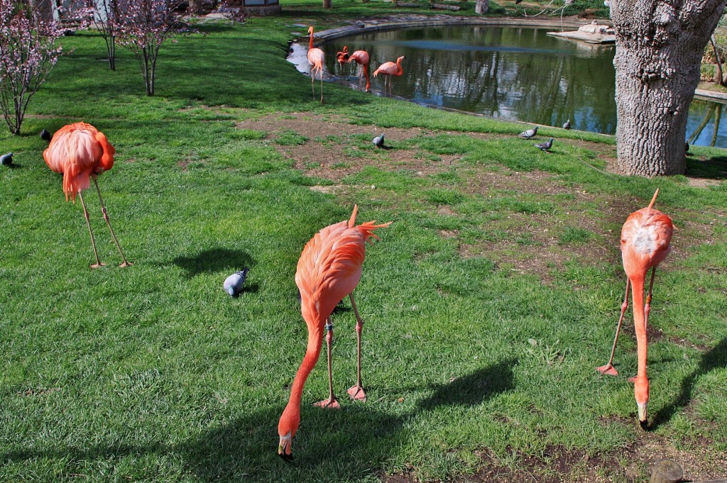 Foto: Zoo - Madrid (Comunidad de Madrid), España