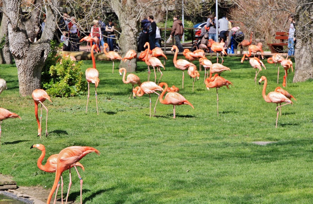 Foto: Zoo - Madrid (Comunidad de Madrid), España