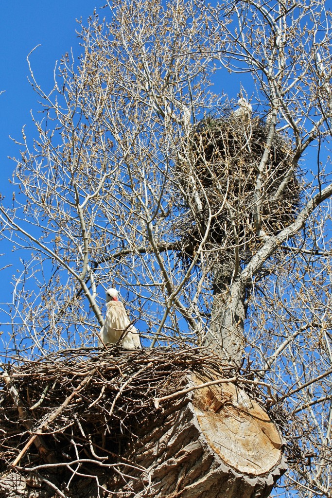 Foto: Zoo - Madrid (Comunidad de Madrid), España