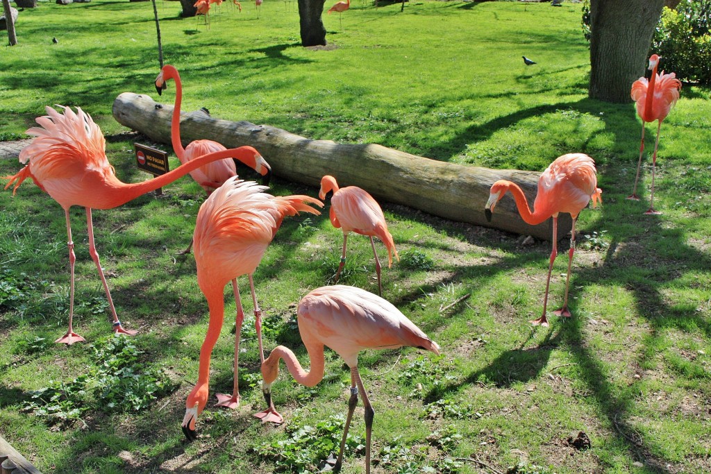 Foto: Zoo - Madrid (Comunidad de Madrid), España