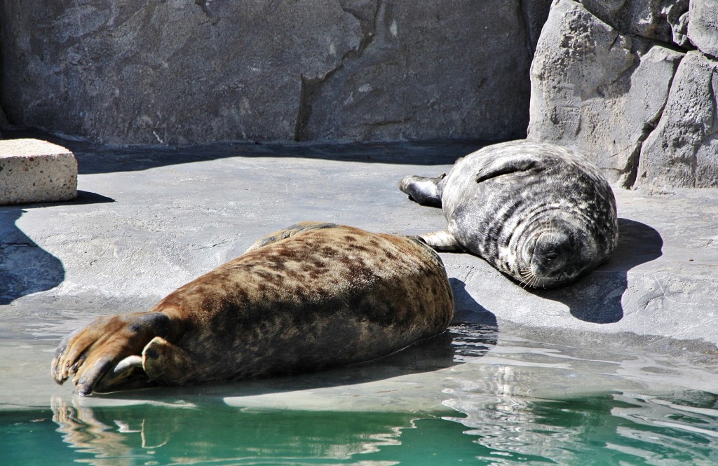 Foto: Zoo - Madrid (Comunidad de Madrid), España