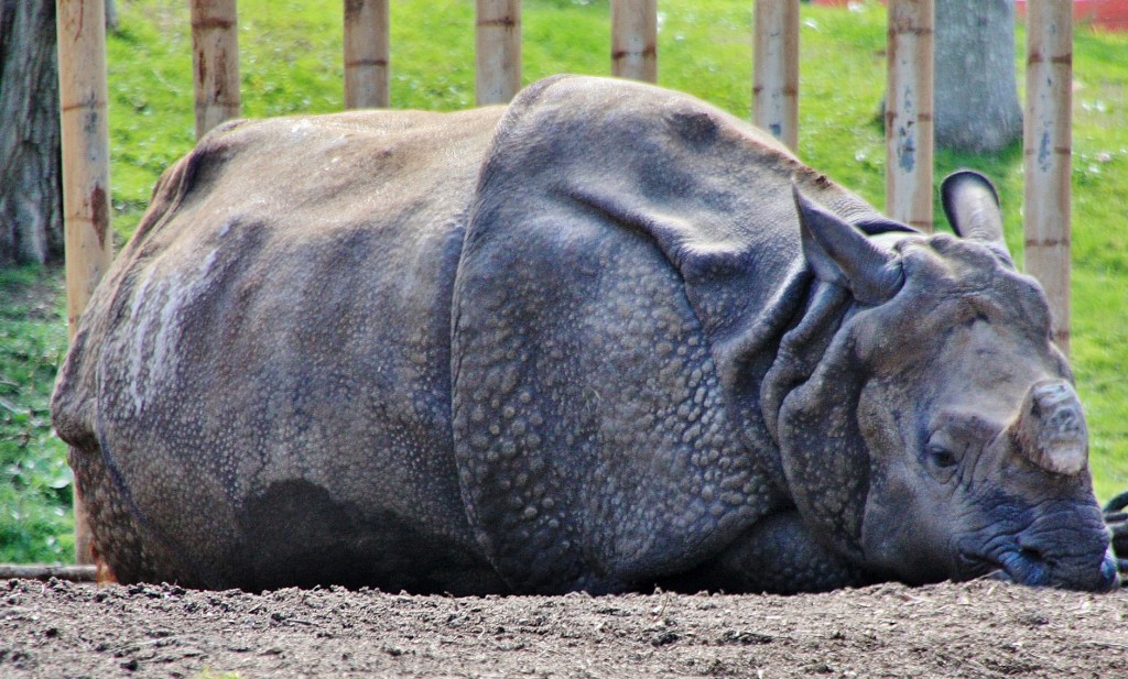 Foto: Zoo - Madrid (Comunidad de Madrid), España