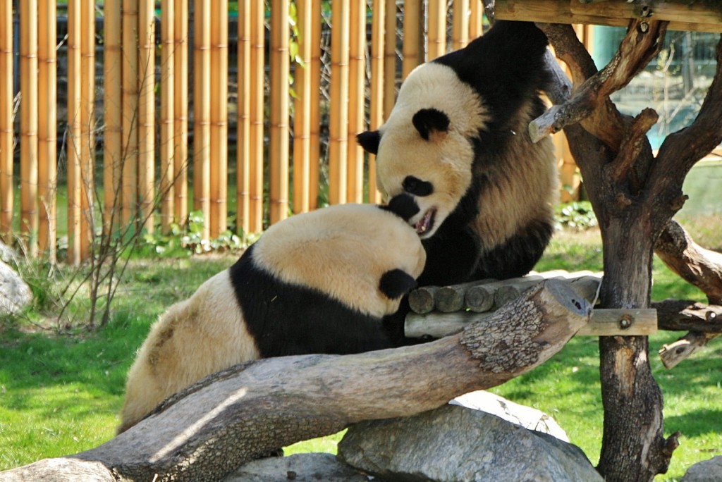 Foto: Zoo - Madrid (Comunidad de Madrid), España