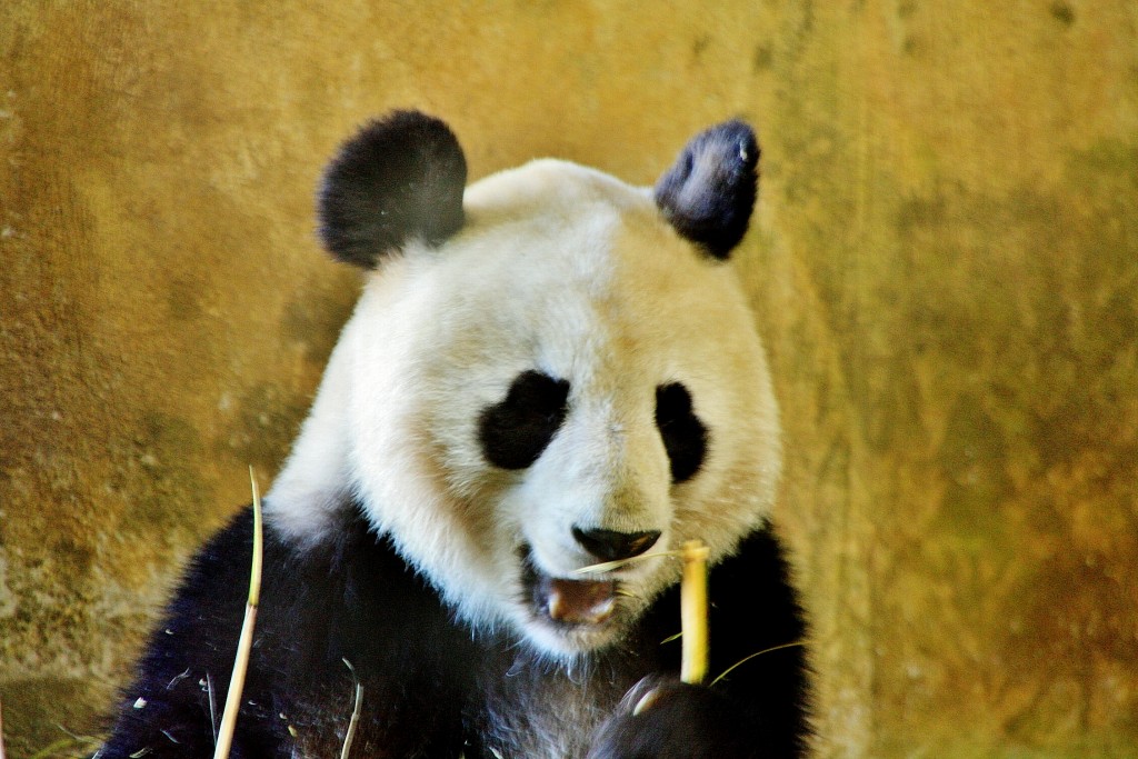 Foto: Zoo - Madrid (Comunidad de Madrid), España