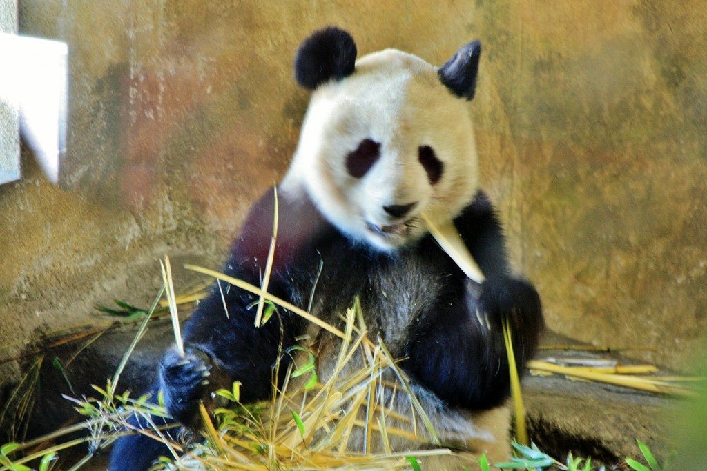 Foto: Zoo - Madrid (Comunidad de Madrid), España