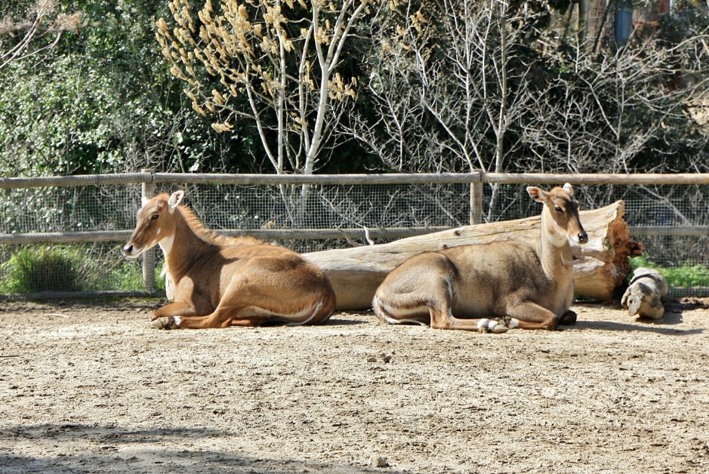 Foto: Zoo - Madrid (Comunidad de Madrid), España