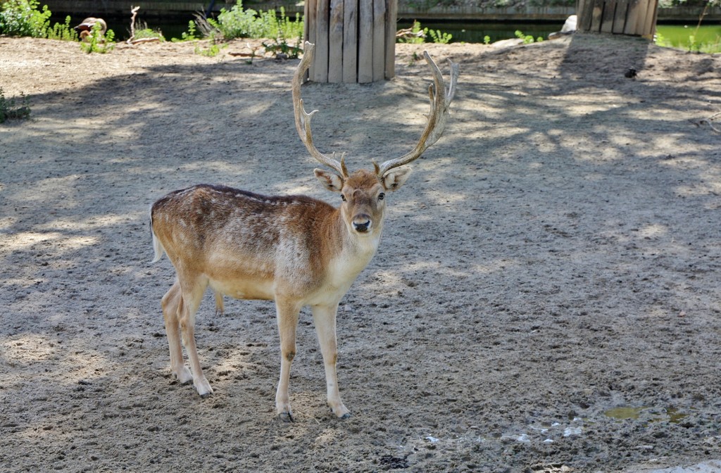 Foto: Zoo - Madrid (Comunidad de Madrid), España